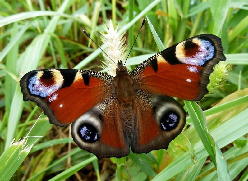 Alata meraviglia - Aglais io, dal bruco all''adulto